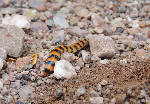 IMRS landscape photograph 1