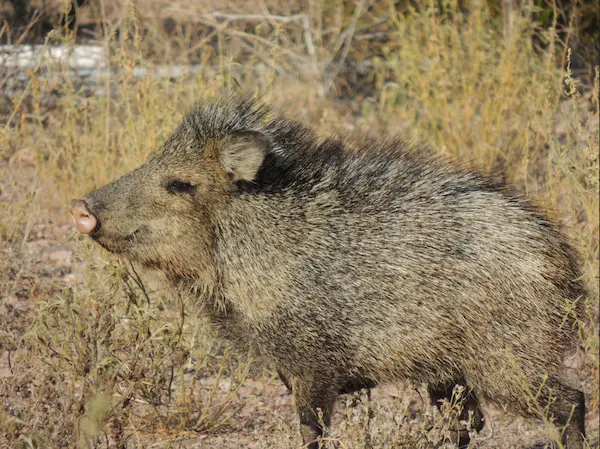 IMRS landscape photograph 10