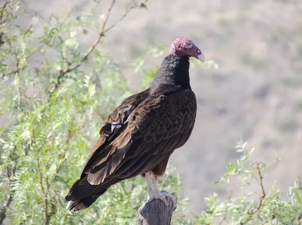 IMRS landscape photograph 11