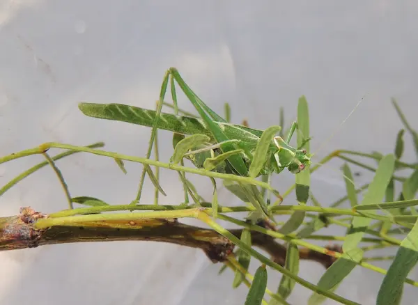 IMRS landscape photograph 3