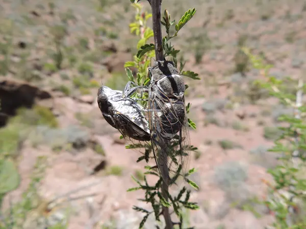 IMRS landscape photograph 4