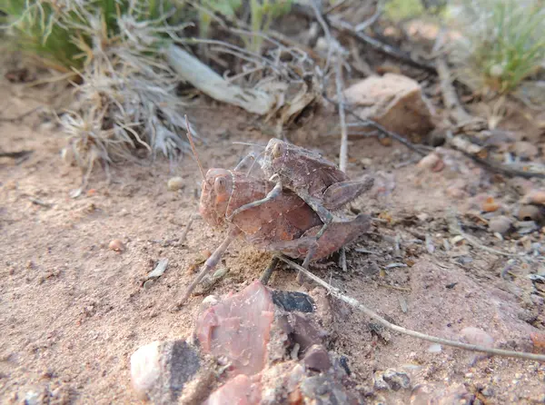 IMRS landscape photograph 5