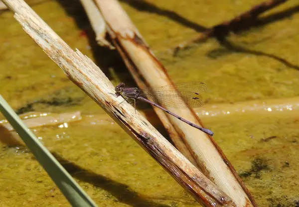 IMRS landscape photograph 7