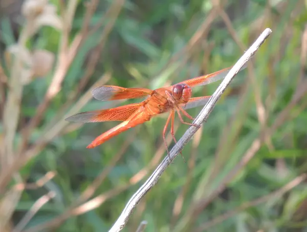 IMRS landscape photograph 8